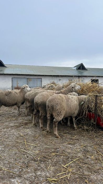 Мясо  Ет жиликтеп согым