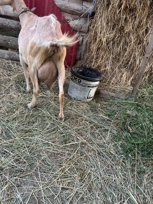 Vând capre alpine metis