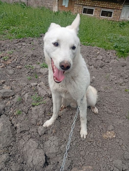 Очаровательные Беляши ищут добрых родителей