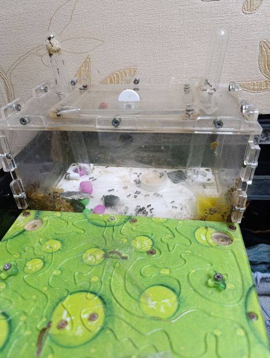 Муавьинная ферма, формикарий с муравьями