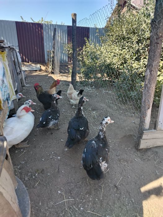Продам индоуток.