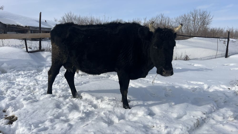 Продам дойную корову!