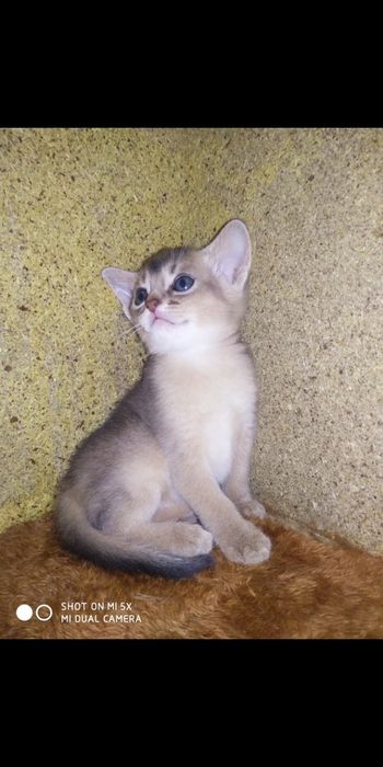 Продаётся котёнок