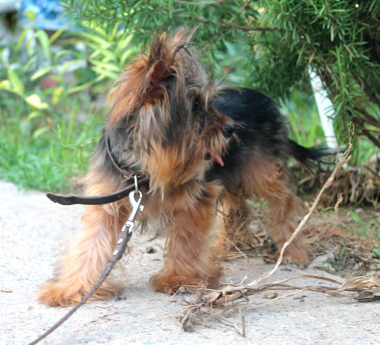 Клубный мальчик, йоркширского терьера.