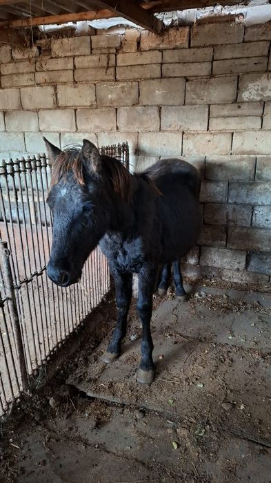 Продам лошадь жуас