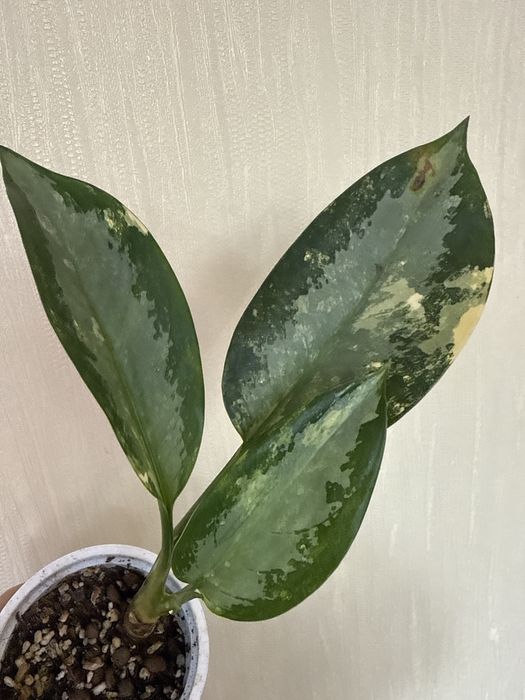 Продаю Аглаонемы цветы