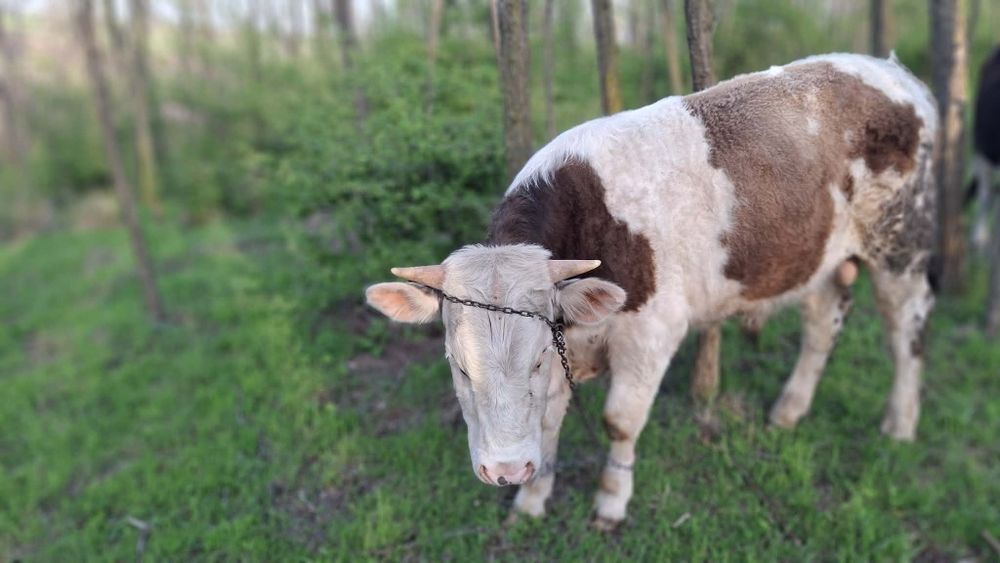 Vand vițel negociabil!!