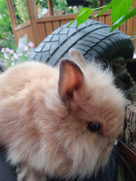 Декоративни зайчета