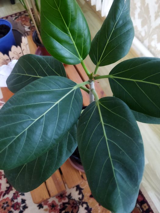 Комнатные цветы продам