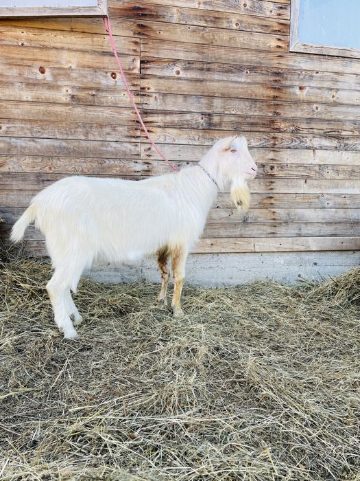 Vand tap saanen de 2 ani