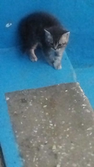 Отдам котенка срочно в добрые руки