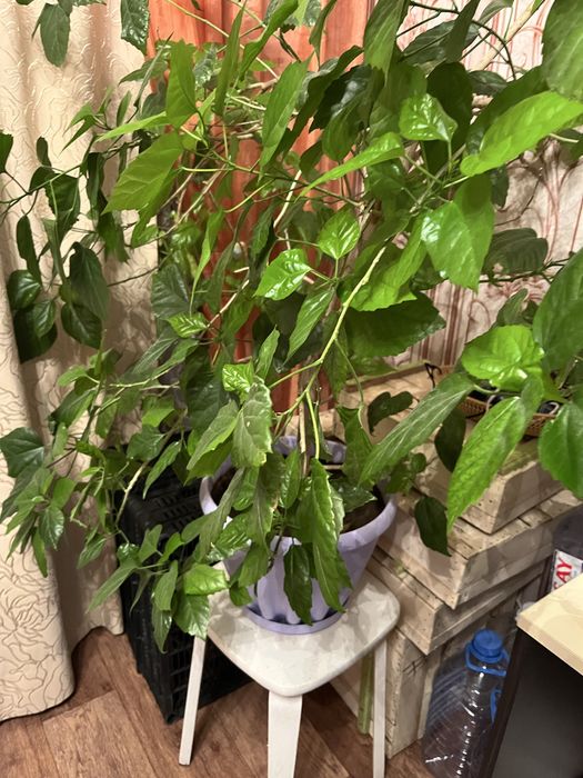 Отдам цветы за Шокаладку