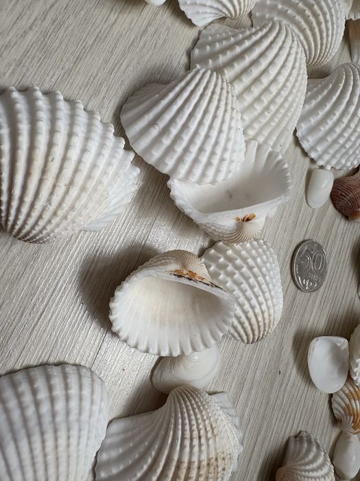 Ракушки для аквариума