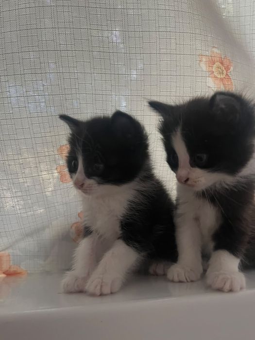 Котяты отдам даром. 2 месяца