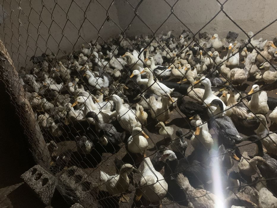 Optom ordaklar sotiladi