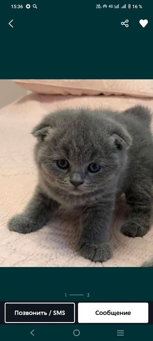 Прекрасныее Котятки