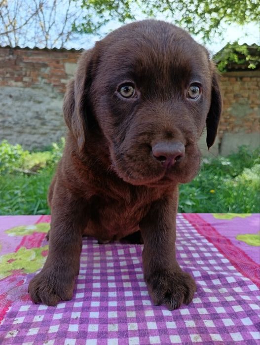 Labrador ciocolatiu