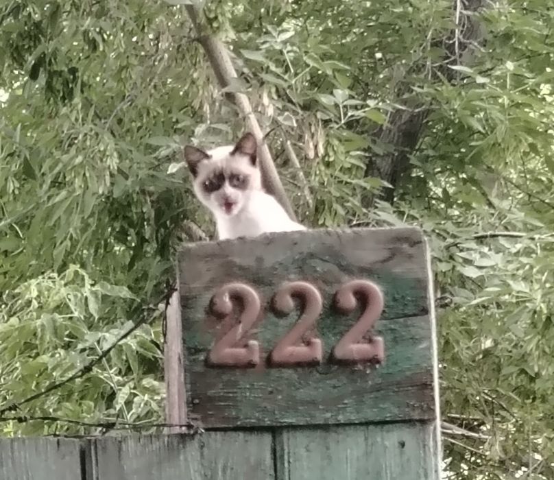 Котенок двухмесячный