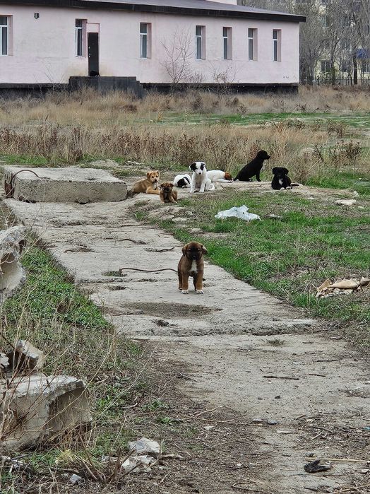 Щенки в Атырау в добрые руки