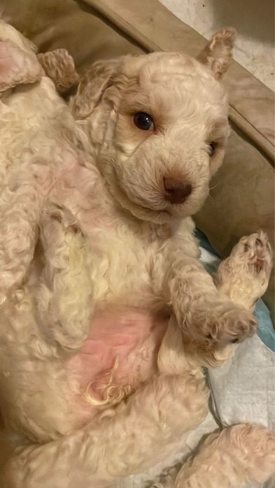 Кученца лагото романъоло