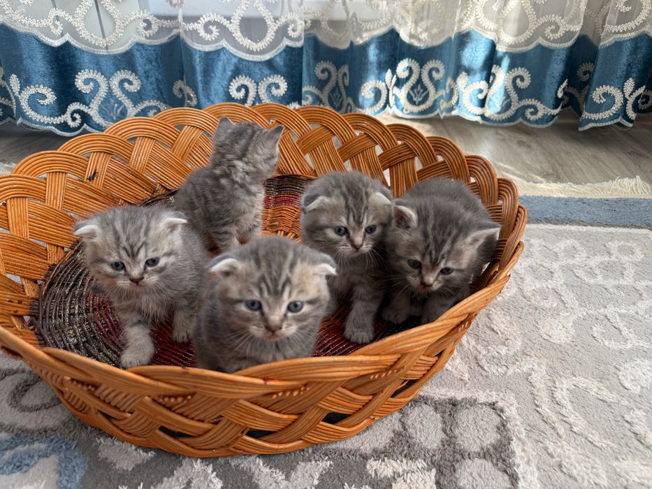 Котята шотландские