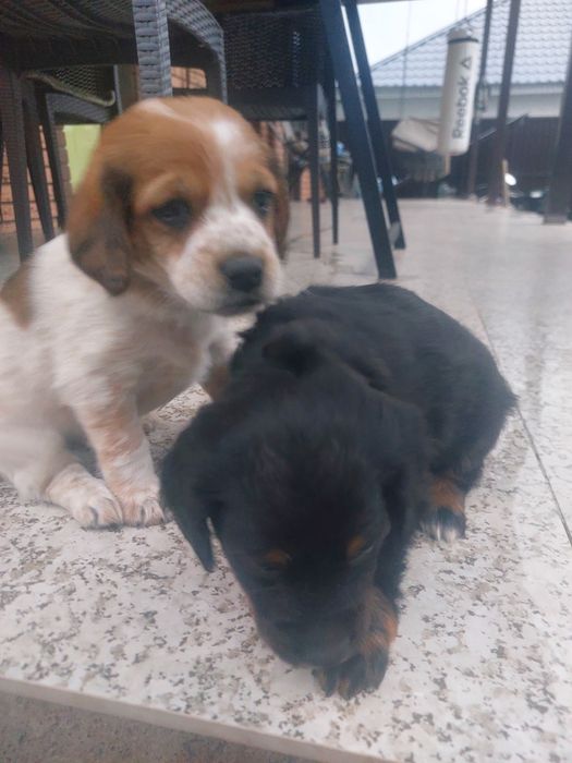 Щенки     даром.