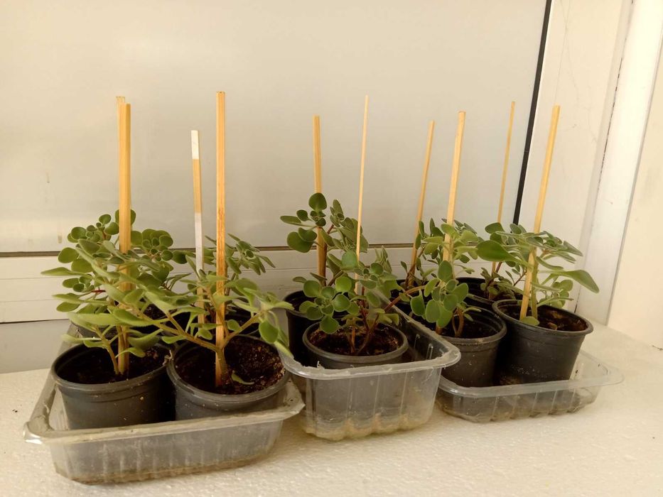 Дърво на Парите/Айхризон,Дърво на живота,Стайна Палма Юка,Дебела Мара