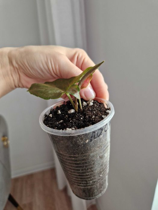 Сингониум Арон Браун