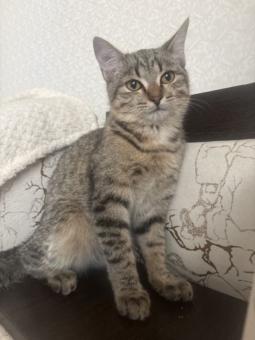Отдам кота в хорошие руки