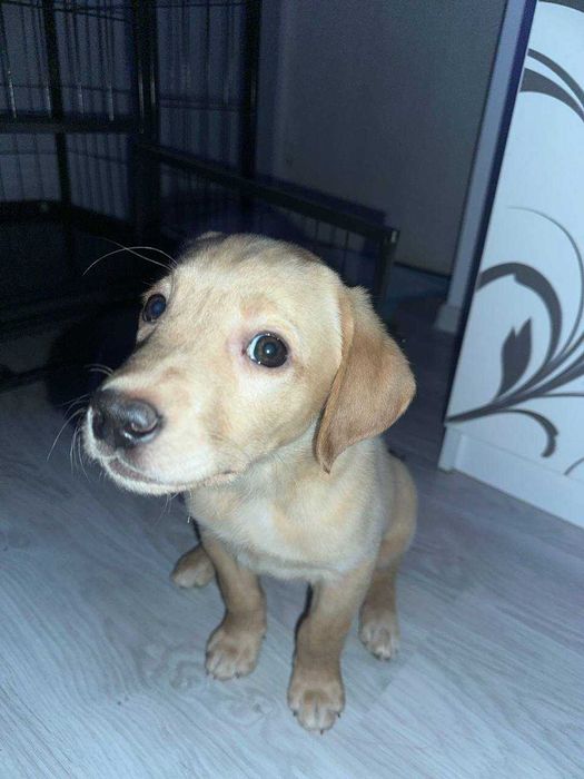 Срочно! Щенок Лабрадора ретривера