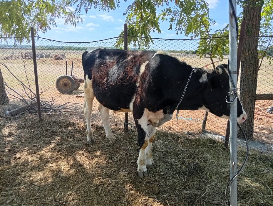 Vând vițel (tăuraș)