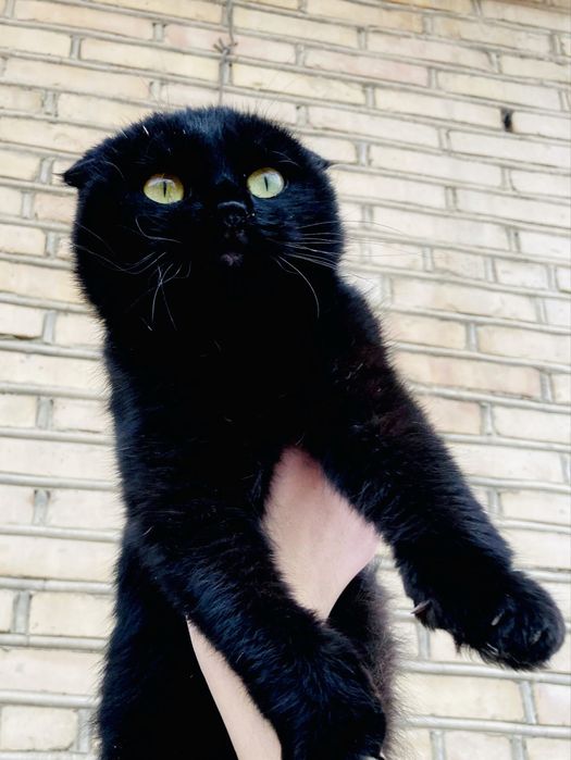 Скотиш фолд кора рангли мушукчалар сотилади донаси 500 мингдан