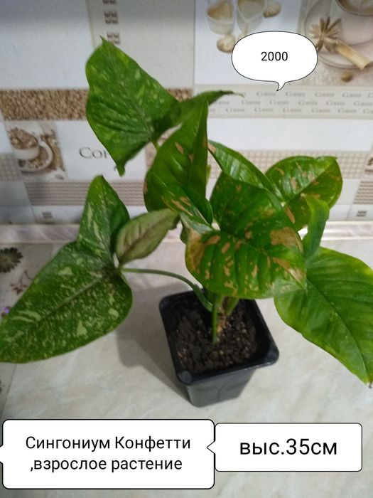 Продам Сингониумы.Пеперомии