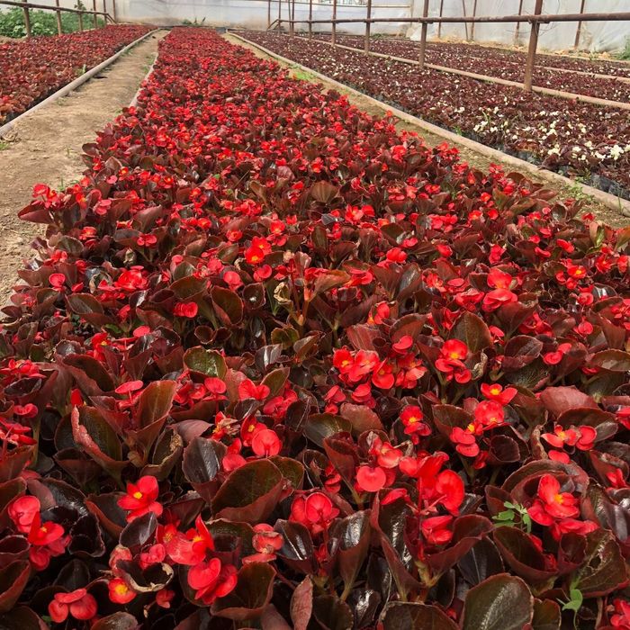 Gullar Salvia,bananza,Tagets,rayxon