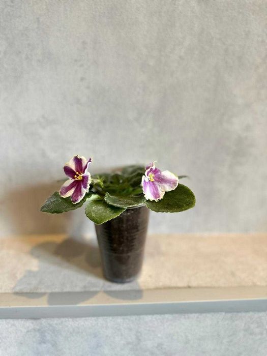 Продам  комнатные цветы