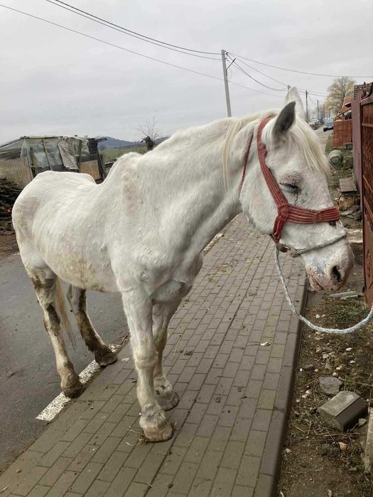 Iapã de vânzare !!!