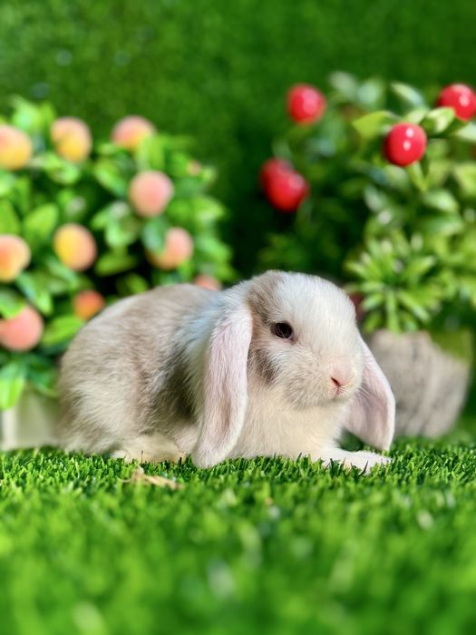 QUYON KARLIK . Кролик Карликовый