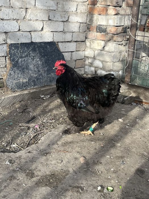 Петухи Брамы черной и куропатчатой