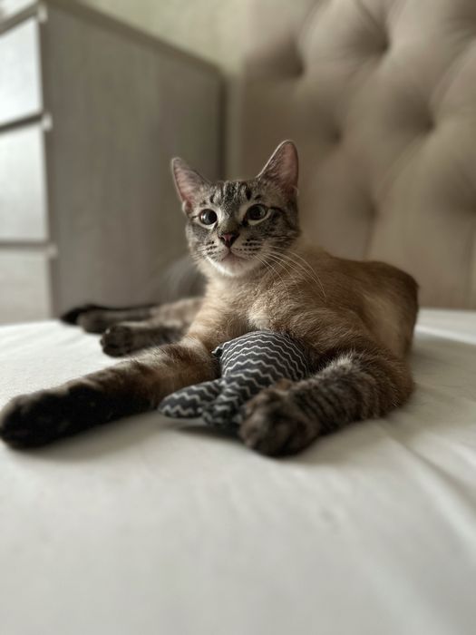 Тайский котик Барни