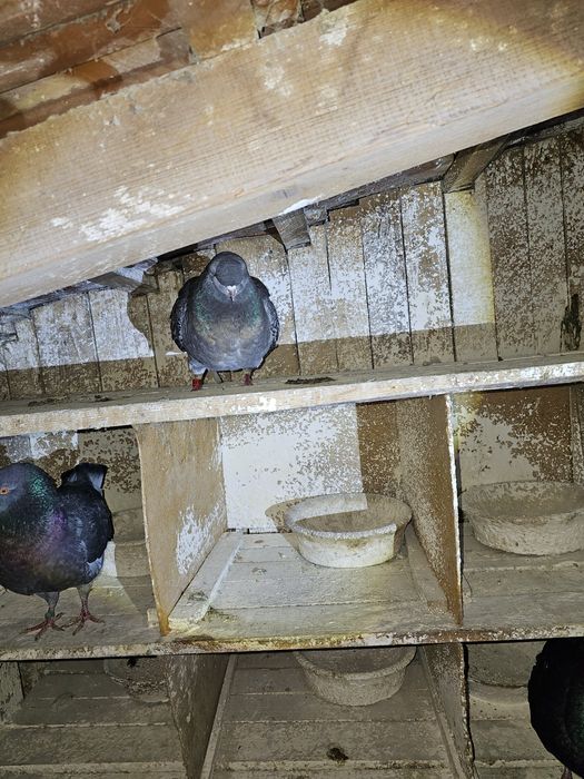 De vanzare porumbei kingi