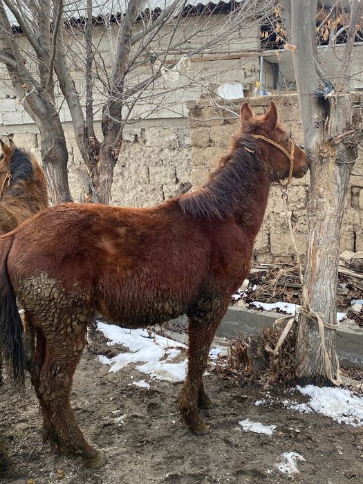 Таилар сатылады,