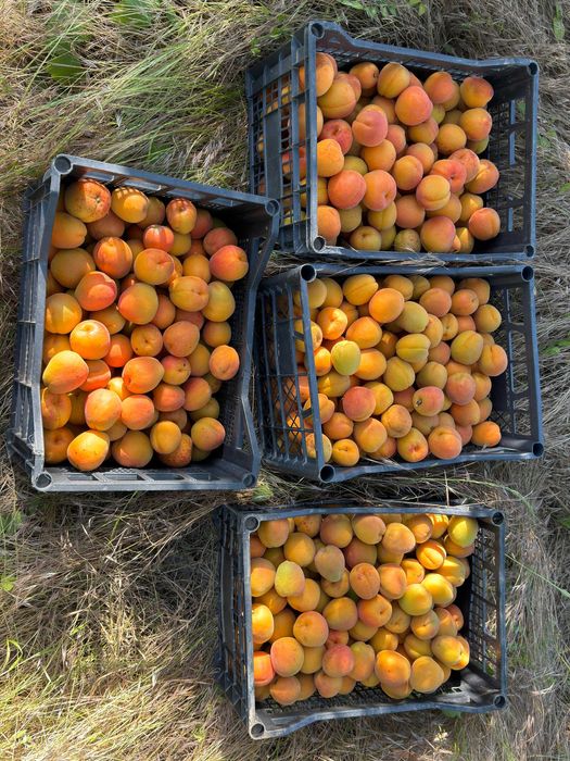 Продава се Земеделски имот в с. Чернолик, Област Силистра -  кв.м за 281 €/дка - Снимка #9