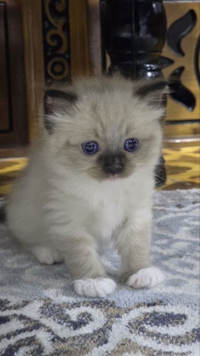 Продаётся Регдолл котёнок!!!