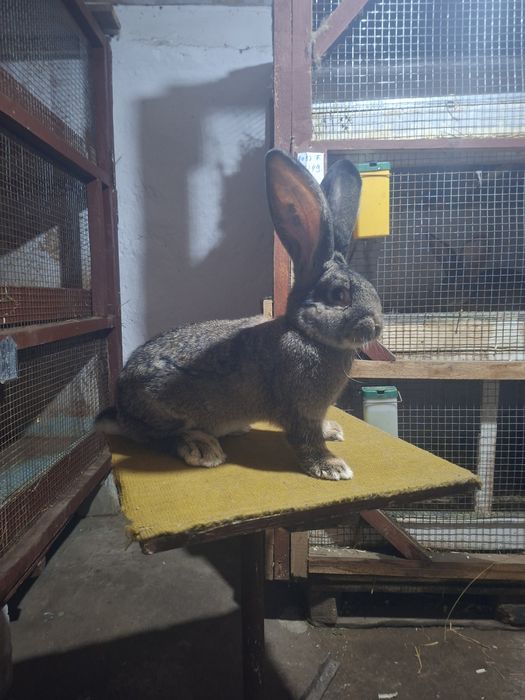 Mascul  uriaș german