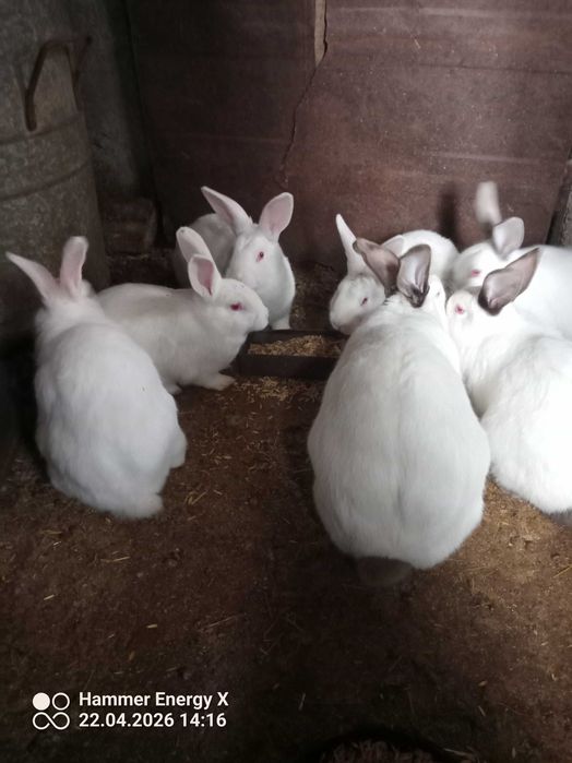 Продавам малки зайчета
