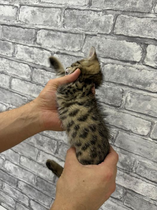 Бенгальский котёнок