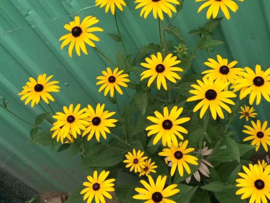 Травянистый гибискус