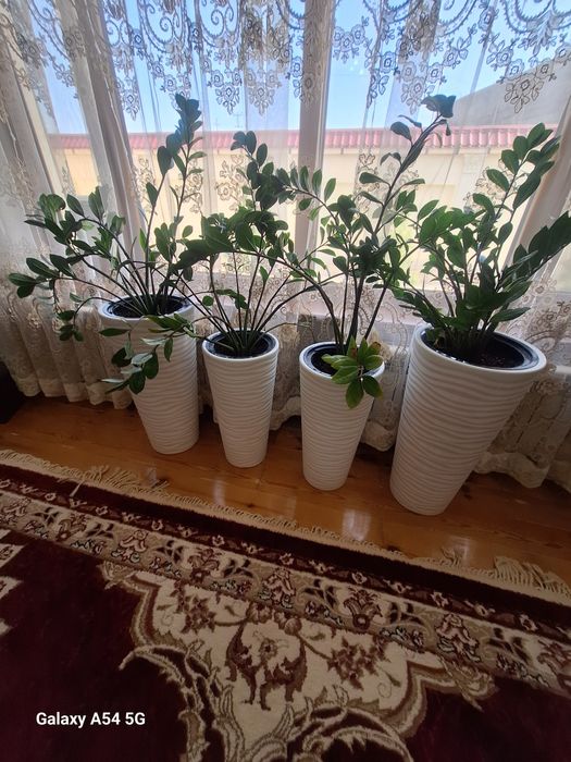 Продаются домашние цветы