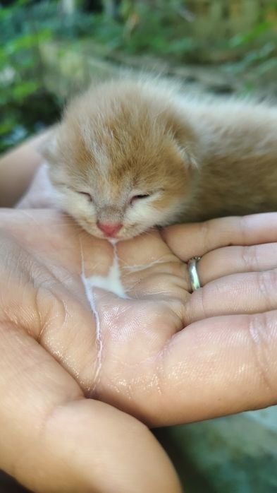 Отдадим котенка ,