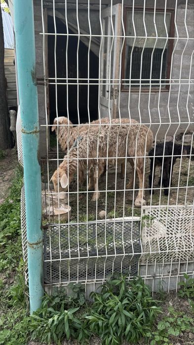 Хорошая барашка!